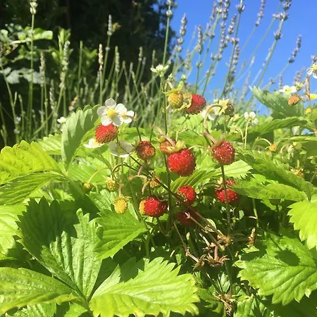 Hazelwood Ballyvaughan