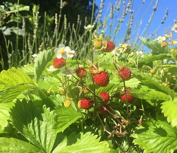 Hazelwood Ballyvaughan